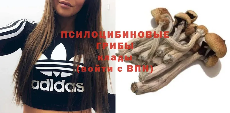 Галлюциногенные грибы MAGIC MUSHROOMS  Елабуга 